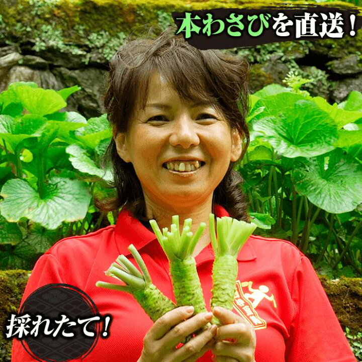 楽天市場 ふるさと納税 世界農業遺産認定 本わさび 静岡県西伊豆町
