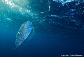 【ふるさと納税】清水町ふるさと大使　海洋生物写真家　峯水亮氏による　作品パネル　Polka-dot ribbonfish swimming in the morning sun（_D5A5726_A4）