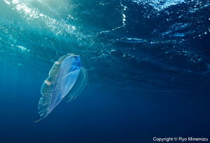 yӂ邳Ɣ[Łzӂ邳Ƒg@Cmʐ^Ɓ@ɂ@ipl@Polka-dot ribbonfish swimming in the morning suni_D5A5726_A3Wj