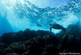 【ふるさと納税】清水町ふるさと大使　海洋生物写真家　峯水亮氏による　作品パネル　Breaking waves of turtles（_MG_0350_A4）