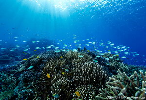 yӂ邳Ɣ[Łzӂ邳Ƒg@Cmʐ^Ɓ@ɂ@ipl@Shallow coral reefs and fishesi_MG_2031_A4j