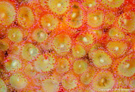 【ふるさと納税】清水町ふるさと大使　海洋生物写真家　峯水亮氏による　作品パネル　Jewel anemone（_MG_2940_A4）