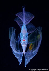 【ふるさと納税】清水町ふるさと大使　海洋生物写真家　峯水亮氏による　作品パネル　The polka-dot ribbonfish（30A1440_A3W）