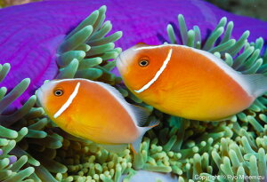 yӂ邳Ɣ[Łzӂ邳Ƒg@Cmʐ^Ɓ@ɂ@ipl@Pink anemonefishiDSC_0654_A4j