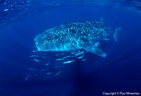 【ふるさと納税】清水町ふるさと大使　海洋生物写真家　峯水亮氏による　作品パネル　Whale shark（IMG_000140_A4）