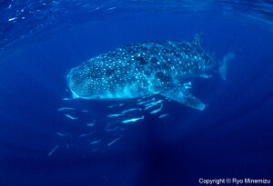 yӂ邳Ɣ[Łzӂ邳Ƒg@Cmʐ^Ɓ@ɂ@ipl@Whale sharkiIMG_000140_A4j