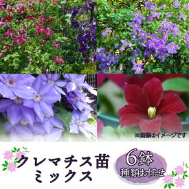 【ふるさと納税】 クレマチス 苗 6鉢 セット ミックス 種類 おまかせ 花 お花 花苗 鉢花 鉢植え 園芸 ガーデニング 富士山 静岡県 長泉町
