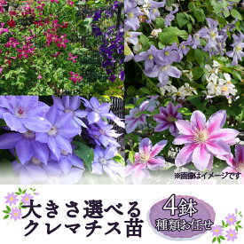【ふるさと納税】 クレマチス 苗 4鉢 セット 選べる 小輪咲き 大輪咲き 種類 おまかせ 花 お花 花苗 鉢花 鉢植え 園芸 ガーデニング 富士山 静岡県 長泉町