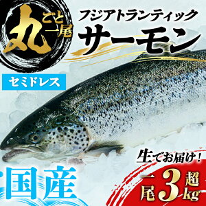 �y�ӂ邳�Ɣ[�Łz ���I�ׂ遄 ���Y �x�m�R �u�t�W �A�g�����e�B�b�N �T�[���� �v�y �� �z1�� �ۂ��� �Z�~�h���X �b2.5�`3.0kg���� or 3.0�`3.5kg���� �b ���Y �T�[���� �A�g�����e�B�b�N�T�[���� 