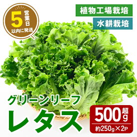【ふるさと納税】【農薬不使用】水耕栽培 ( 植物工場栽培 ) グリーンリーフレタス (冷蔵) 計500g以上 (約250g×2P) ｜ グリーンリーフレタス レタス リーフレタス 野菜 ベジタブル 水耕栽培 冷蔵 フレッシュ サラダ 農薬不使用 すぐ 届く スピード発送