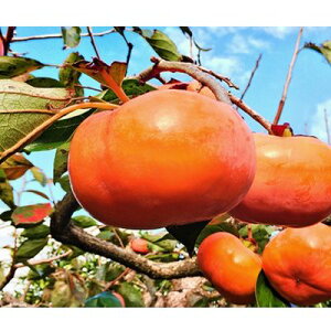 yӂ邳Ɣ[ŁzBX̎Y`@ϔEi6j ʕ t[c H̖o fU[g  ԐH H n` p Mtg yY Ö Ȃ߂炩 ÉY XY @͂F2025N1