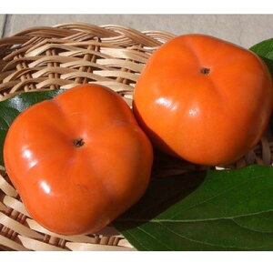 yӂ邳Ɣ[ŁzX̎Y`i10ʁj ʕ p` ÉY @͂F2025N111`125܂