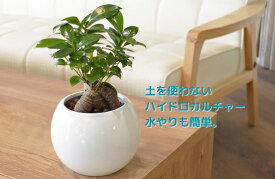 【ふるさと納税】観葉植物 ガジュマル ピュアボウル 陶器 鉢植え 土無し インテリア 緑 グリーン 植物 簡単 初心者 かわいい 自然 ガジュマル 緑 豊橋市 12000円 1万2千円