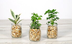 【ふるさと納税】ハイドロカルチャー「ミルクグラスのゼオライト植え観葉植物　3鉢セット」