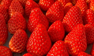 yӂ邳Ɣ[Łzs\ɏ gق v1kg ( 250g × 4 )  C`S  ׂɂق t[c { ʕ ̂ꂽ 12000~ 12~ V[gP[L t[cTh XC[c Yn 