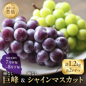 yӂ邳Ɣ[Łzs\ 2026NY₽Ղ1.2kg LY 炲 ȂVC}XJbg300g×2 햳300g×2 uhE Ԃǂ }XJbg t[c Â 1.2L ʕ Ls m M