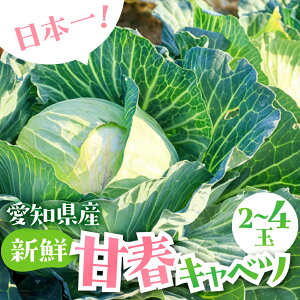 �y�ӂ邳�Ɣ[�Łz�t�L���x�c 2�ʁ`4�� �{ ��� �Â� �t �L���x�c ����ׂ� �T���_ �V�N �V���L�V���L �{�̖�� 2�� 4�� 2�� 4�� �Z�b�g ���N ������ �l�C �N�x �V�N �� ���x 1���~ 10000�~ ��