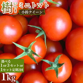 【ふるさと納税】《先行予約》樹（いつき）ミニトマト（小鈴クイーン）1kg 1セット 3セット 定期便発送 新鮮野菜 フルーツ 旬 サラダ デザート お弁当 朝食 料理用 そのまま食べる おうちごはん お取り寄せ 産地直送 贈り物 手土産 愛知県 豊橋市