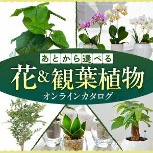 yӂ邳Ɣ[ŁzƂԗiIׂ ԁEϗtAJ^O ӂ邳Ɣ[ J^O  ォIׂ ƂZNg A O[  ^ ~j  Ӓ p