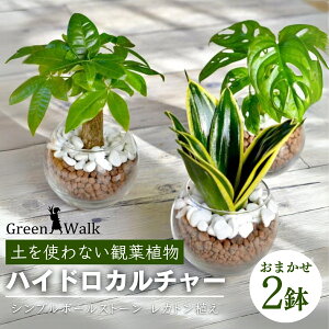 yӂ邳Ɣ[ŁznChJ`[ ϗtA Vv{[Xg[ JgA 2 A y CeA  O[ A ȒP S 킢 R   Green Walk