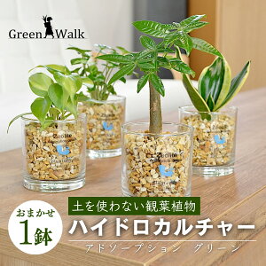 yӂ邳Ɣ[ŁznChJ`[ ϗtA Ah\[vVM [ICgA A y CeA  O[ A ȒP S 킢 R   Green Walk O[