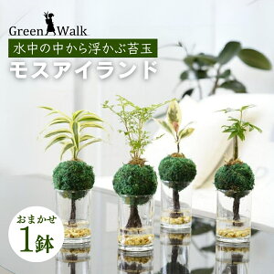 yӂ邳Ɣ[ŁznChJ`[ ϗtA XACh A y CeA  O[ A ȒP S 킢 R   Green Walk O[EH[N m 