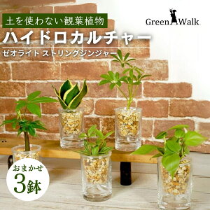 yӂ邳Ɣ[ŁznChJ`[ ϗtA XgOWW[ i3Zbgj y CeA  O[ A ȒP S 킢 R   Green Walk O[E