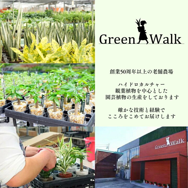 楽天市場】【ふるさと納税】ビカクシダネザーランド 土植え 1鉢 ≪規格 