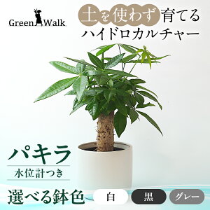 yӂ邳Ɣ[ŁznChJ`[ pL mg[ 130 픫 ʌvZbg 픫 y CeA  O[ A ȒP S 킢 R   Green Walk O