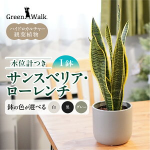 yӂ邳Ɣ[ŁzTXxA[` mg[130픫 ʌvZbg CeA  O[ A ȒP S 킢 R   Green Walk O[EH[N m