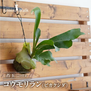 yӂ邳Ɣ[ŁzREirJNV_j ۋ CeA  O[ A ȒP S 킢 R  ϗtA  Green Walk O[EH[N m Ls