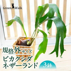 yӂ邳Ɣ[ŁzrJNV_lU[h yA 3Zbg KiOi ϗtA A CeA O[      rJNV_ RE PA 󂠂 