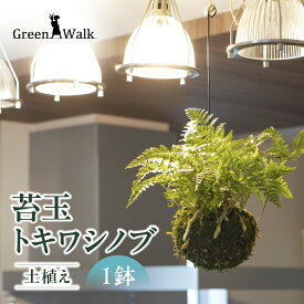【ふるさと納税】苔玉 吊りシノブ 土植え トキワシノブ こけだま 吊り下げ ハンギング 観葉植物 植物 インテリア グリーン 緑 おしゃれ 可愛い ミニ 小さい 簡単 初心者 初心者向け 送料無料 雑貨 お洒落 セット 愛知県 豊橋市