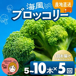 yӂ邳Ɣ[Łzs\ubR[ L Y ~lՂ C  Ƒ e L Ƃ̂₳yIׂ{E͂񐔁z5{ 10{ őlCI 