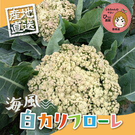 【ふるさと納税】白カリフローレ【選べる本数】2本 4本 8本 豊橋 国産 ミネラルたっぷり 海風そだち 潮風 家族で 大容量 豊橋 ともちゃんのやさい 直売所で大人気！ 愛知県 豊橋市 安心野菜 カリフラワー カリフローレ 花野菜