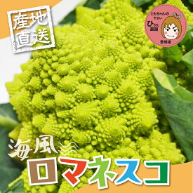 【ふるさと納税】ロマネスコ【選べる本数】3本 6本 12本 豊橋 国産 ミネラルたっぷり 海風そだち 潮風 家族で 大容量 豊橋 ともちゃんのやさい 直売所で大人気！ 愛知県 豊橋市 安心野菜 花野菜