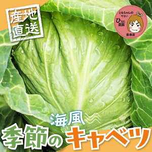 yӂ邳Ɣ[Łz{̃Lxc yIׂʐz2 6 12 | 1񂨓͂  ~lՂ C  L Y Ƒ e Ƃ̂₳ lCI m Ls S