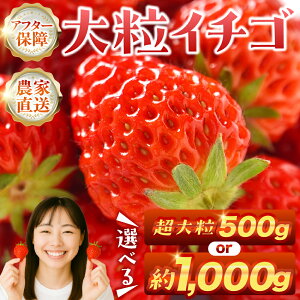 yӂ邳Ɣ[Łzs\ 嗱C`S 1kg (250g×4p) g[ Iׂ 嗱 500g 1000g Of OfTCY lߍ킹 C`S   uhC`S ʕ t[c gق 