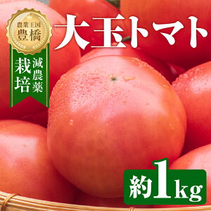 【ふるさと納税】≪先行予約≫大玉トマト 約 1kg トマト 大玉 濃厚 甘い 美味しい 高糖度 完熟 tomato とまと やさい 自然 安心安全 旬 送料無料 愛知県 豊橋市