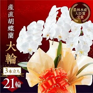 yӂ邳Ɣ[ŁzY Ӓ  3{ 21  Ӓ Ls    Mtg j ~fB K p  Iׂ bsO 蕨 t[ \ j LO ސE җ JX 1900