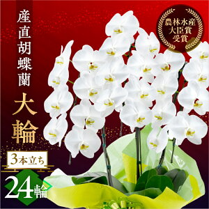 yӂ邳Ɣ[ŁzY Ӓ wցx3{ 24  t m bsOt j   Mtg j ~fB K p  Iׂ bsO 蕨 t[ \ j