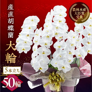 yӂ邳Ɣ[ŁzY Ӓwցx 5{ 50  t m bsOt j   Mtg j ~fB K p  Iׂ bsO 蕨 t[ \ j