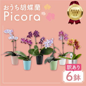 【ふるさと納税】胡蝶蘭『ピコラ』 ミディ 6鉢 セット 花 鉢花 訳あり おまかせ 鉢植え ランキング 一位 セット 鉢花 ラン ミディ 自宅用 観葉植物 インテリア お花 グリーン 愛知県 豊橋市 渥美半島 15000円