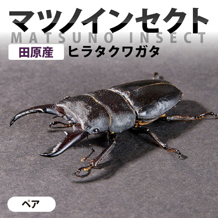 楽天市場】【ふるさと納税】マツノインセクト 田原産 ヒラタクワガタ 