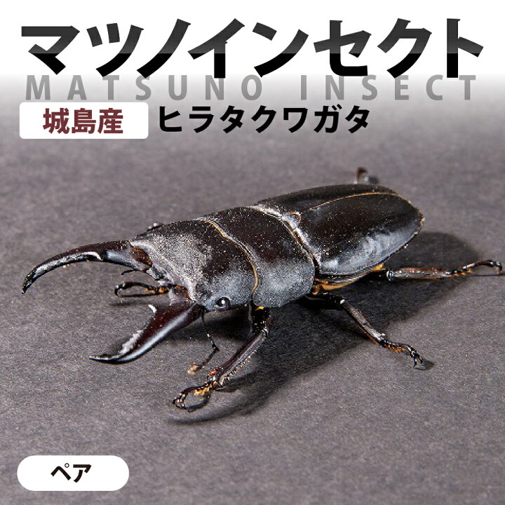 楽天市場】【ふるさと納税】マツノインセクト 城島産 ヒラタクワガタ 