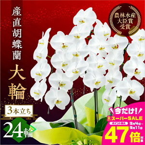 yӂ邳Ɣ[ŁzY Ӓ wցx3{ 24  t m bsOt j   Mtg j ~fB K p  Iׂ bsO 蕨 t[ \ j