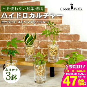 yӂ邳Ɣ[ŁznChJ`[ ϗtA XgOWW[ i3Zbgj y CeA  O[ A ȒP S 킢 R   Green Walk O[E