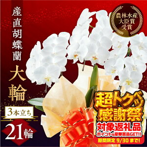 yӂ邳Ɣ[ŁzY Ӓ  3{ 21  Ӓ Ls    Mtg j ~fB K p  Iׂ bsO 蕨 t[ \ j LO ސE җ JX 1900