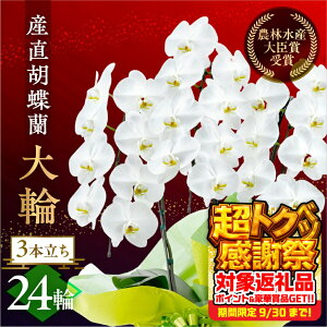 yӂ邳Ɣ[ŁzY Ӓ wցx3{ 24  t m bsOt j   Mtg j ~fB K p  Iׂ bsO 蕨 t[ \ j
