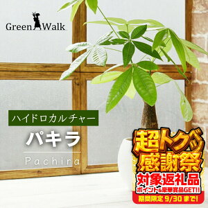 yӂ邳Ɣ[ŁznChJ`[ ϗtA pL sA{E픫A  A y CeA  O[ A ȒP S 킢 R   Green Walk O